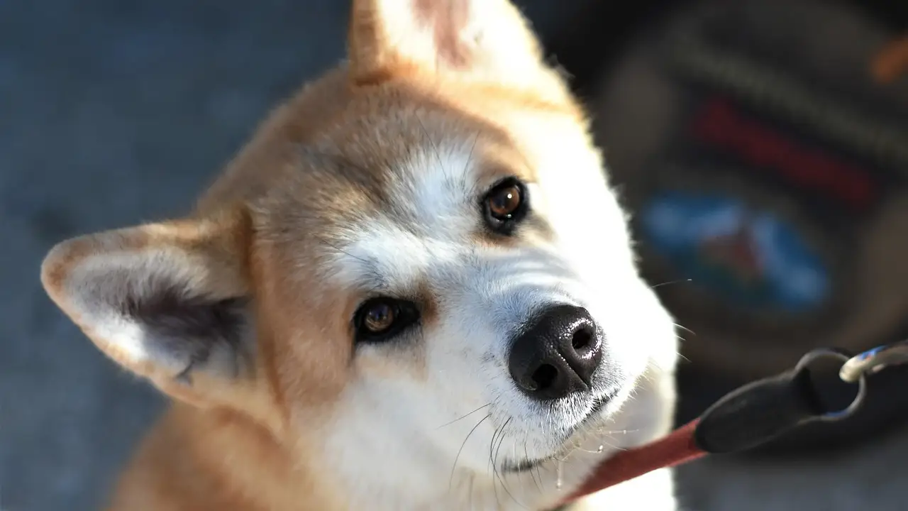Perro akita