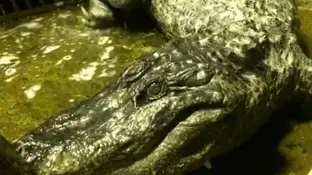 Imagen de 'Saturno', el cocodrilo que ha fallecido a los 84 años Imagen de 'Saturno', el cocodrilo que ha fallecido a los 84 años