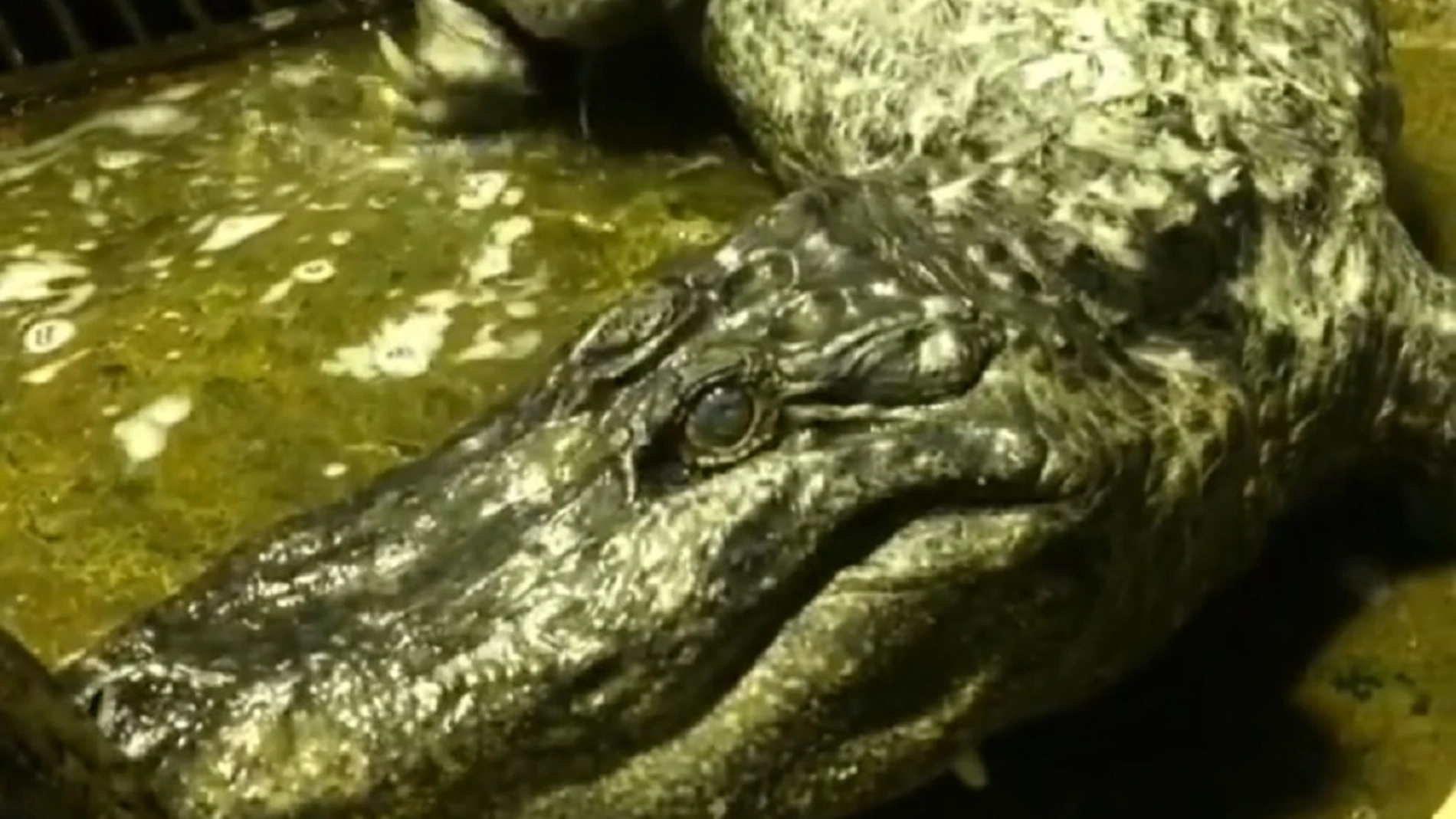 Imagen de 'Saturno', el cocodrilo que ha fallecido a los 84 años Imagen de 'Saturno', el cocodrilo que ha fallecido a los 84 años