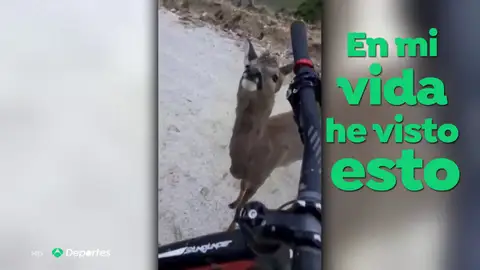 El encuentro entre un corzo y un ciclista El encuentro entre un corzo y un ciclista