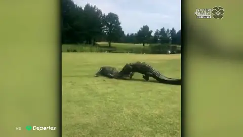 COCODRILO COCODRILO