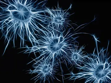 neuronas neuronas