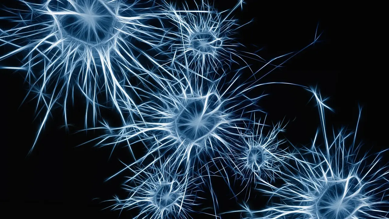 neuronas