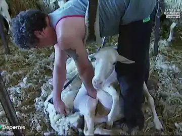 esquiladores esquiladores