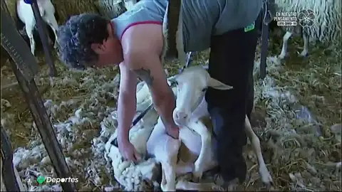 esquiladores esquiladores