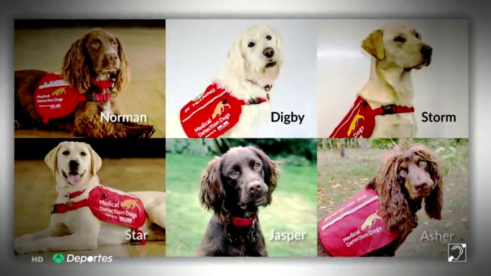Perros campeones contra el coronavirus, detectan a más del 90% de personas contagiadas