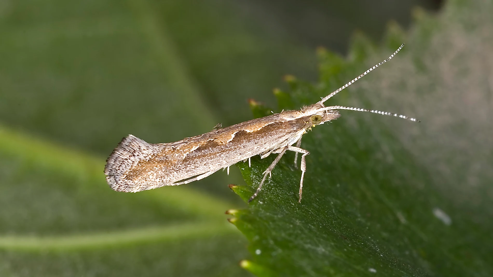 Insecto Insecto