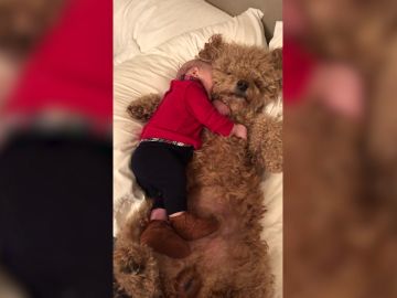 Bebé y perro abrazándose Bebé y perro abrazándose