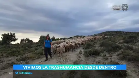 La trashumancia desde dentro. ovejas