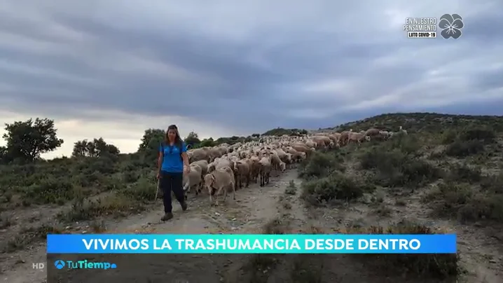 La trashumancia desde dentro. ovejas