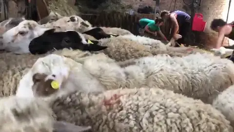 Un grupo de 25 esquiladores uruguayos, sospechosos de estar contagiados de la cepa brasileña Un grupo de 25 esquiladores uruguayos, sospechosos de estar contagiados de la cepa brasileña