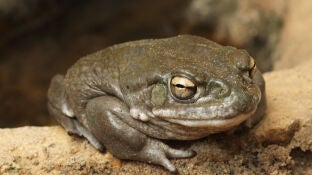 Sapo bufo