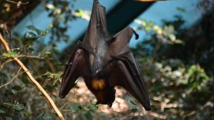 Imagen de archivo de un murci&eacute;lago