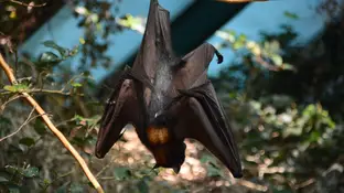 Imagen de archivo de un murciélago Imagen de archivo de un murciélago