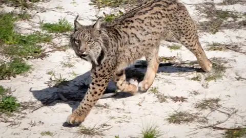 Un ejemplar de lince ibérico ha fallecido atropellado cerca de Viso del Marqués Un ejemplar de lince ibérico ha fallecido atropellado cerca de Viso del Marqués