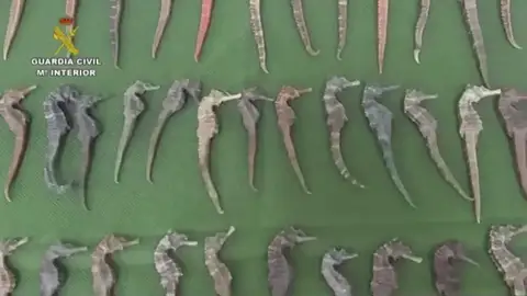 Maltrato animal. Seprona difunde este vídeo con los delitos cometidos en 2019 en el Día Mundial del Medio Ambiente Seprona difunde este vídeo con los delitos cometidos en 2019 en el Día Mundial del Medio Ambiente