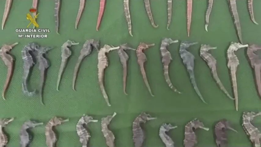Maltrato animal. Seprona difunde este vídeo con los delitos cometidos en 2019 en el Día Mundial del Medio Ambiente Seprona difunde este vídeo con los delitos cometidos en 2019 en el Día Mundial del Medio Ambiente