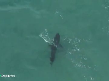 Muere un surfista tras ser atacado por un tiburón blanco en Australia