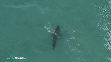 Muere un surfista tras ser atacado por un tiburón blanco en Australia