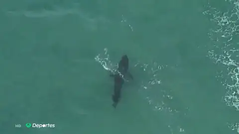 Muere un surfista tras ser atacado por un tiburón blanco en Australia Muere un surfista tras ser atacado por un tiburón blanco en Australia