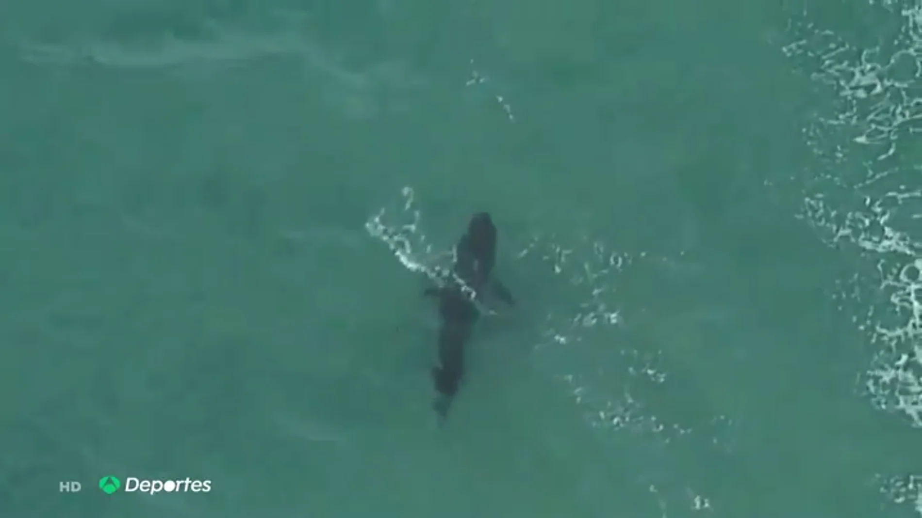 Muere un surfista tras ser atacado por un tiburón blanco en Australia Muere un surfista tras ser atacado por un tiburón blanco en Australia