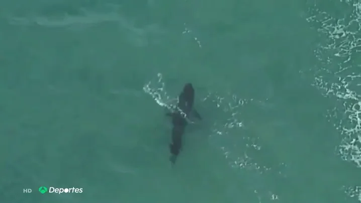 Muere un surfista tras ser atacado por un tiburón blanco en Australia Muere un surfista tras ser atacado por un tiburón blanco en Australia