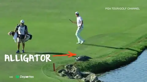 Los cocodrilos, invitados inesperados en campos de golf y un peligro para los bañistas en las playas de Asia y Australia Los cocodrilos, invitados inesperados en campos de golf y un peligro para los bañistas en las playas de Asia y Australia