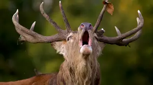 Los machos de ciervos con mas rivales producen cuernas mas grandes pero viven menos Los machos de ciervos con mas rivales producen cuernas mas grandes pero viven menos
