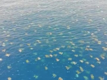 Fotografían más de 64.000 tortugas verdes en la Gran Barrera de Coral