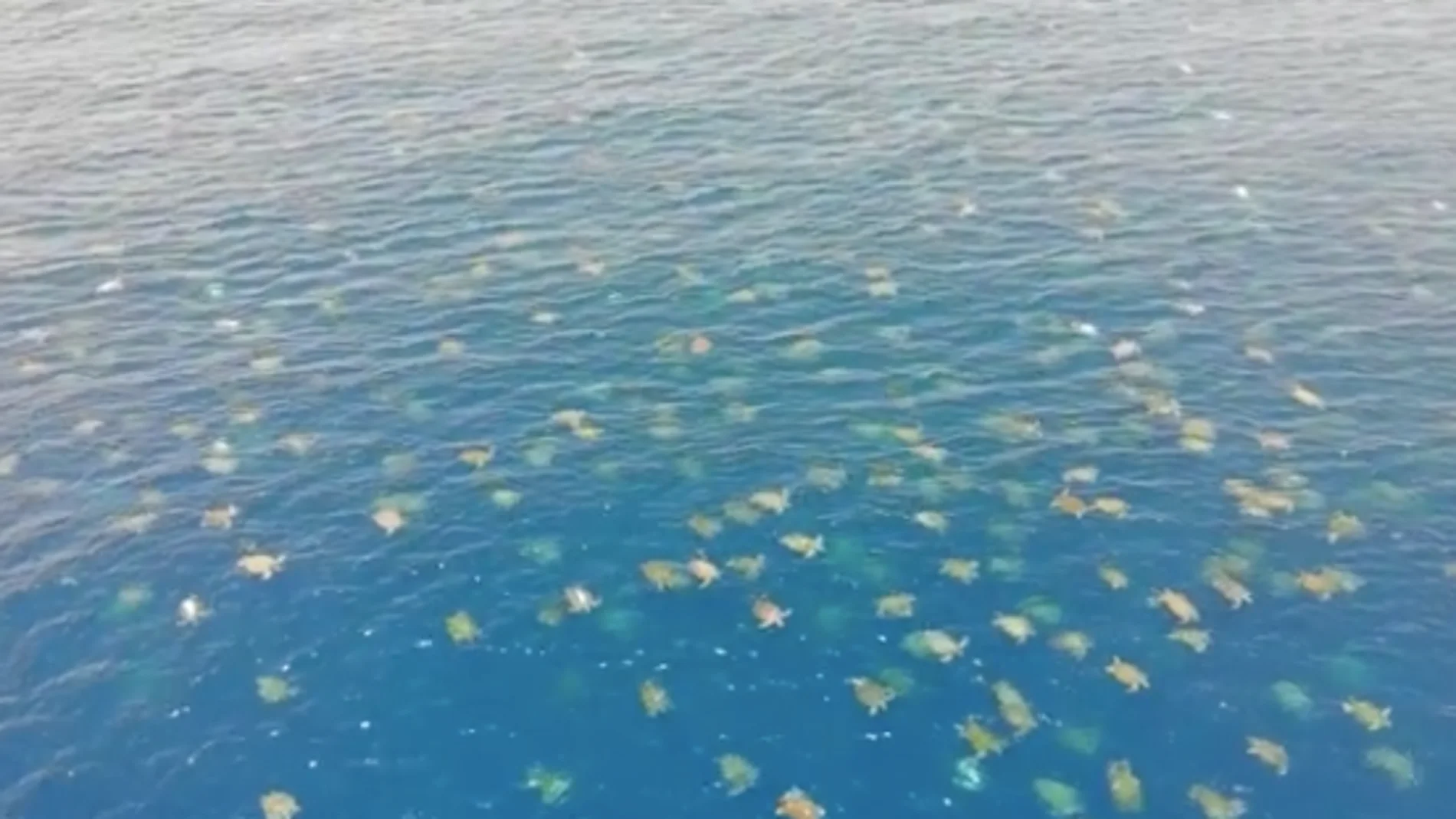 Fotografían más de 64.000 tortugas verdes en la Gran Barrera de Coral Fotografían más de 64.000 tortugas verdes en la Gran Barrera de Coral