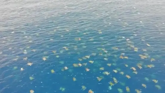 Fotografían más de 64.000 tortugas verdes en la Gran Barrera de Coral Fotografían más de 64.000 tortugas verdes en la Gran Barrera de Coral