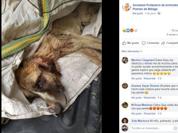 Facebook de la Sociedad Protectora de Animales y Plantas de Málaga Facebook de la Sociedad Protectora de Animales y Plantas de Málaga