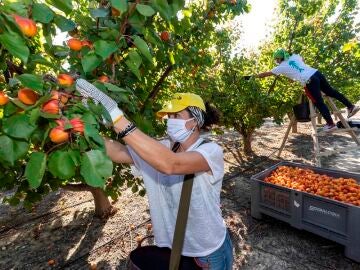 Agricultores recolectan fruta en Murcia