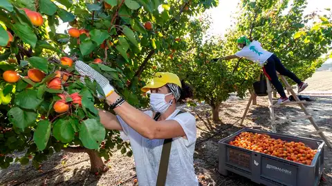 Agricultores recolectan fruta en Murcia Agricultores en Murcia