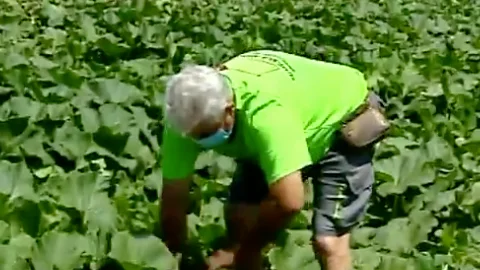 Agricultor valenciano