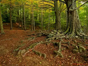 El ritmo con el que los bosques de Cataluna capturan CO2 disminuye un 17 en 25 anos El ritmo con el que los bosques de Cataluna capturan CO2 disminuye un 17 en 25 anos