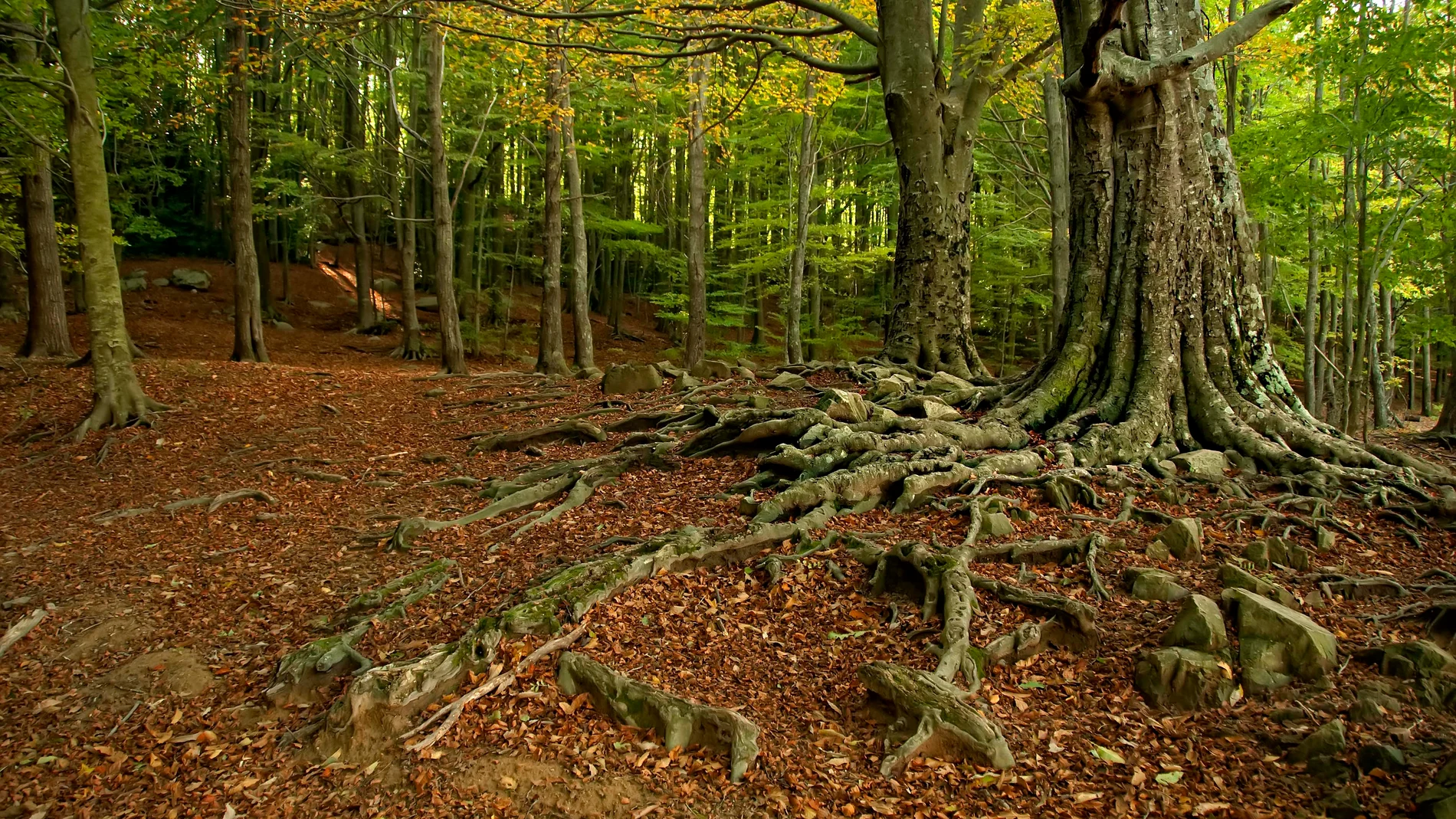 El ritmo con el que los bosques de Cataluna capturan CO2 disminuye un 17 en 25 anos El ritmo con el que los bosques de Cataluna capturan CO2 disminuye un 17 en 25 anos