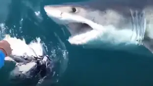 Un pescador mure por el ataque de un tiburón Un pescador mure por el ataque de un tiburón