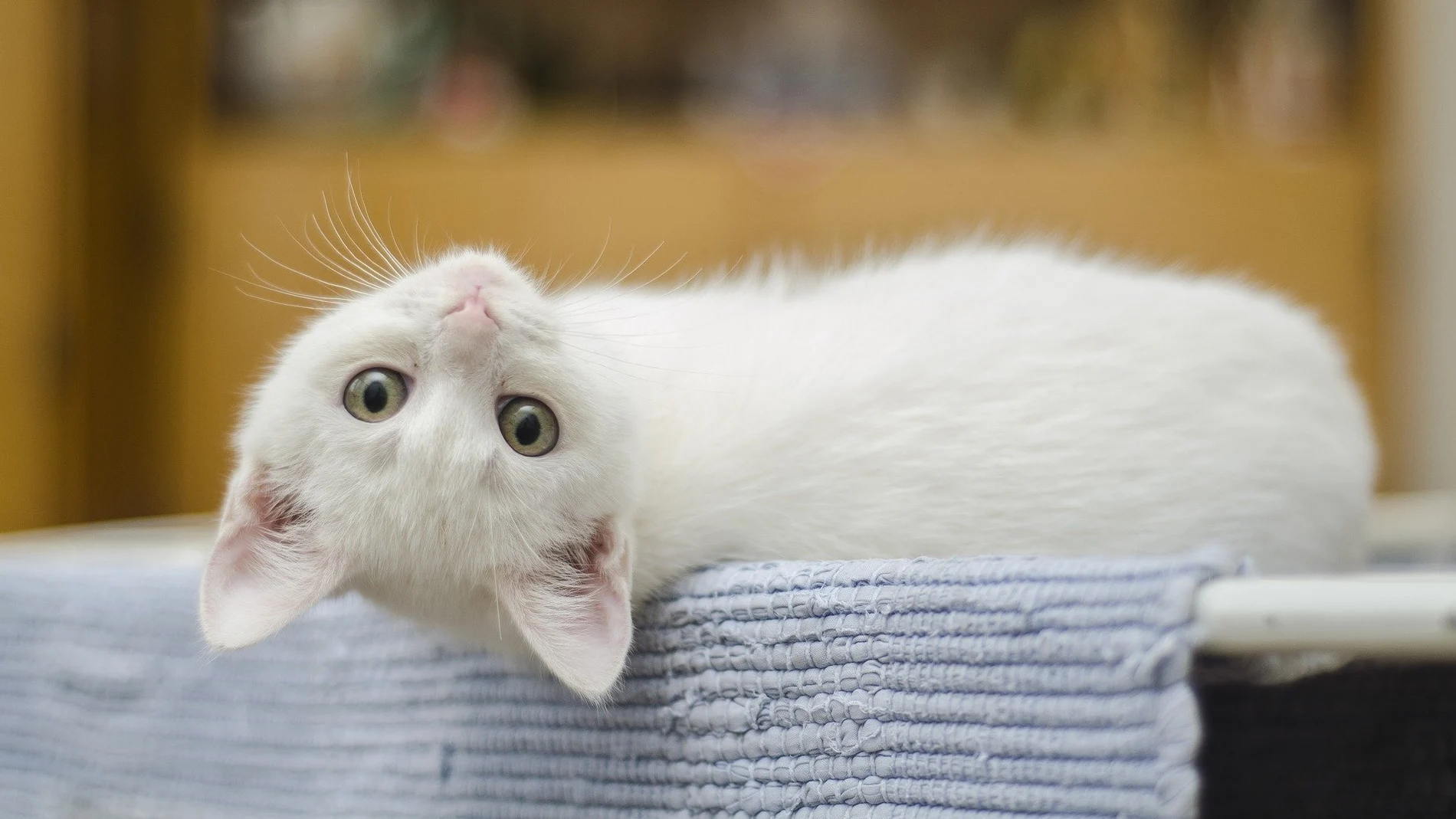 Un gato Un gato