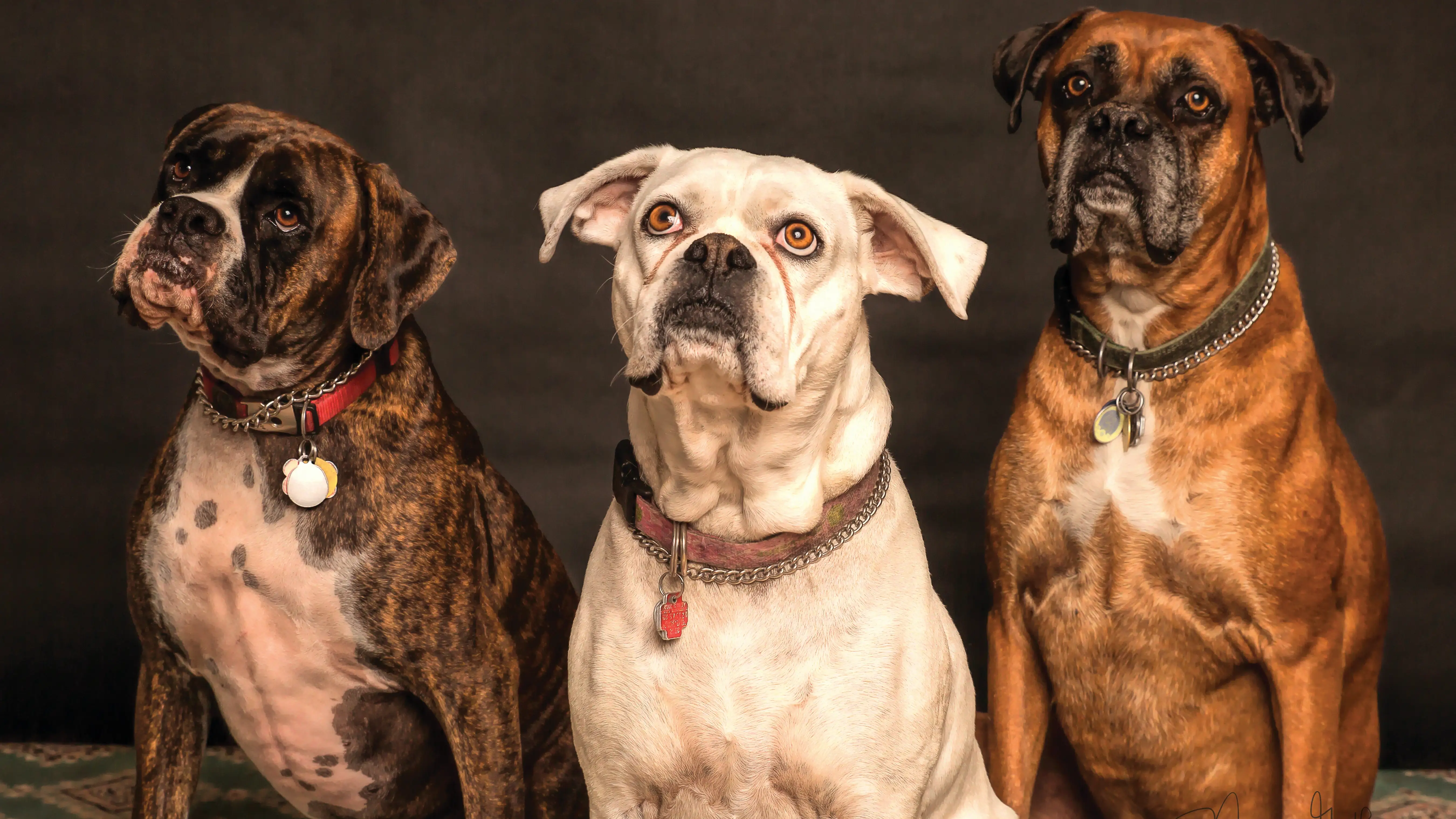 Tres perros Tres perros
