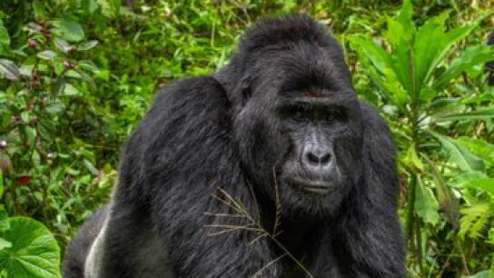 Rafiki, uno de los &uacute;ltimos gorilas de monta&ntilde;a de Uganda
