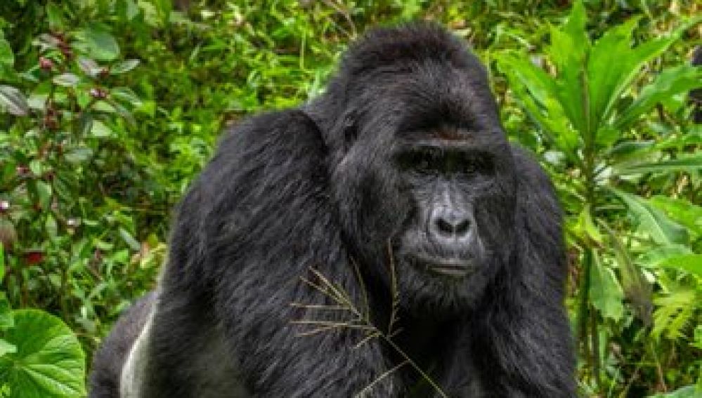 Rafiki, uno de los últimos gorilas de montaña de Uganda