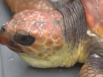 Liberan a dos tortugas en Tenerife en el Día Internacional de las Tortugas