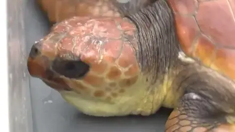 Liberan a dos tortugas en Tenerife en el Día Internacional de las Tortugas Liberan a dos tortugas en Tenerife en el Día Internacional de las Tortugas