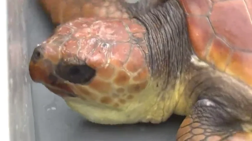 Liberan a dos tortugas en Tenerife en el D&iacute;a Internacional de las Tortugas