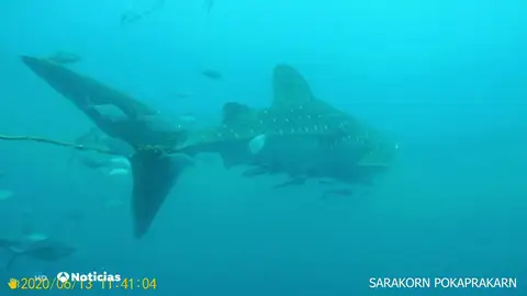 El dramático intento de un buzo por liberar a un tiburón ballena con una cuerda enredada a su cola El dramático intento de un buzo por liberar a un tiburón ballena con una cuerda enredada a su cola