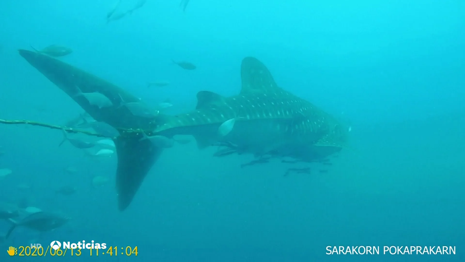  El dram&aacute;tico intento de un buzo por liberar a un tibur&oacute;n ballena con una cuerda enredada a su cola