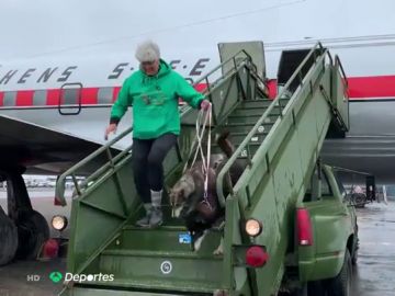 El increíble viaje de vuelta a Noruega de Thomas Waerner y sus 28 perros de trineo en un avión histórico