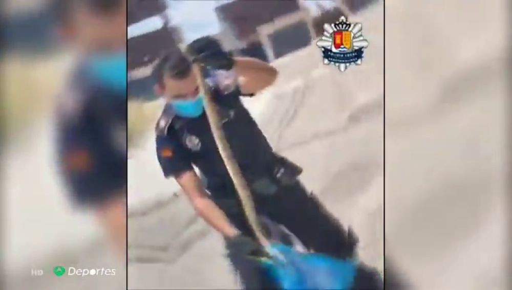 Temor entre ciclistas y runners por la aparición de serpientes en Arroyomolinos