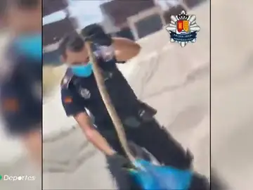 Temor entre ciclistas y runners por la aparición de serpientes en Arroyomolinos Temor entre ciclistas y runners por la aparición de serpientes en Arroyomolinos